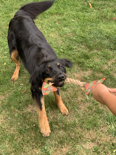 Hochwertiges Hundespielzeug