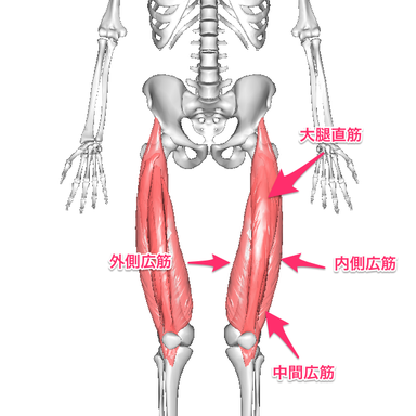 とうき だいたい けん し ん 太ももの前側の筋肉「大腿四頭筋」の鍛え方。おすすめ筋トレメニューと効果を高めるポイント