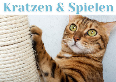Hochwertiges Katzenfutter