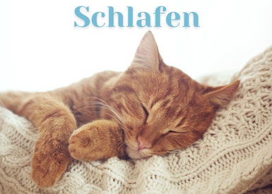 Katzen Barfen