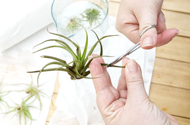 How To Revive Air Plants, from watering to trimming by PASiNGA blog