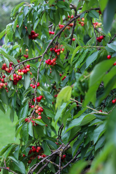 Kirschbaum