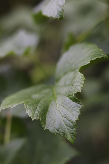 Blatt vom Johannisbeerstrauch