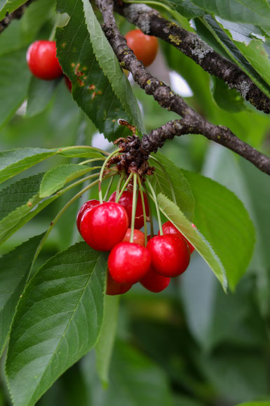 frische Kirschen