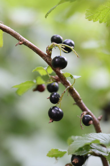 schwarze Johannisbeeren