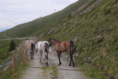 Pferde auf der Alm