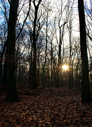 Wald, Herbstlaub, Sonnenuntergang
