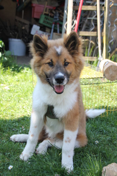 Benito 53cm und 16.5kg mit 4.5 Monaten