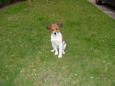 "Lucy", hier 2 Jahre, hat  ihre praktische Sachkundeprüfung erfolgreich bestanden!