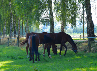 Saftiges Grün im Schatten der Bäume.