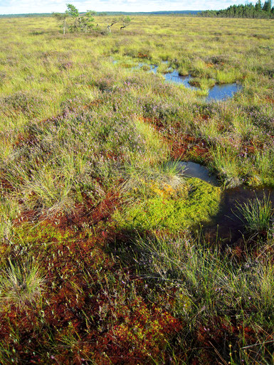 Beispiel für ein wachsendes, ungestörtes Hochmoor mit Torfmoosrasen, Wollgras und wenig Besenheide im Store Mosse Nationalpark, Süd-Schweden.