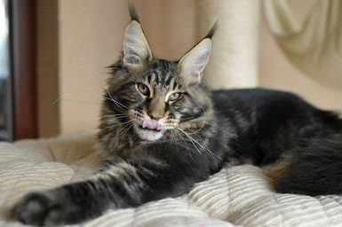 maine coon european eurocoons