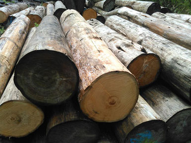 ベイヒバの原木