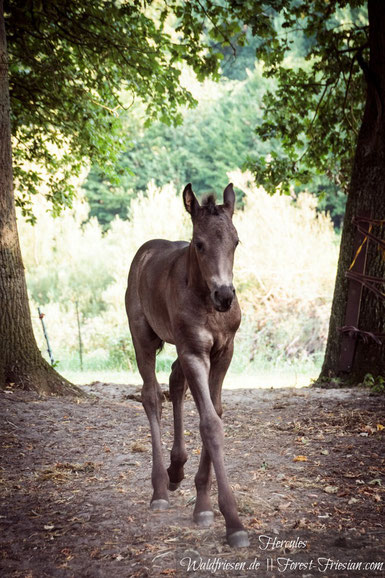 Hercules, sechs Wochen alt Juli 2018 |www.waldfriesen.de www.forest-friesian.com | fuchsfriesen friese chestnutfriesian foto www.visovio.de 