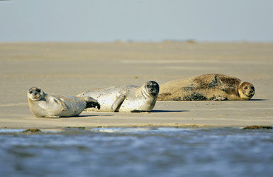 Phoques de la Baie de Somme observables lors des visites guidées en Baie de Somme