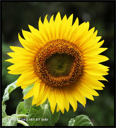 Sonnenblume
