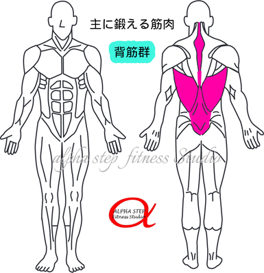 背筋（脊柱起立筋）