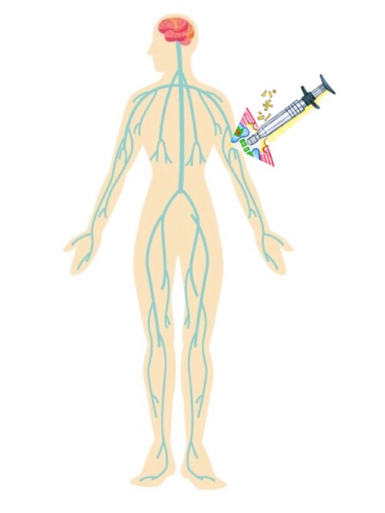全身の神経の流れを調整します