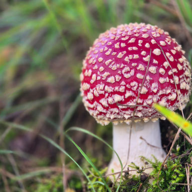 Pilz SaveTheGreen
