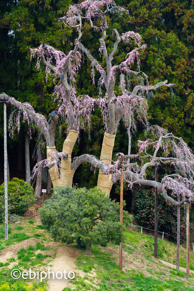 合戦場のしだれ桜
