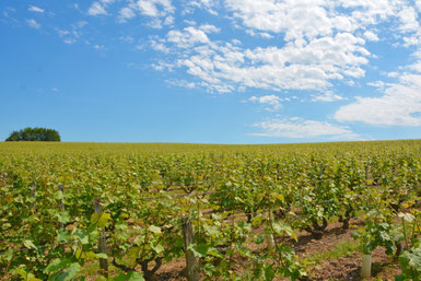 trellising-workshop-guided-wine-tours-tastings-Loire-Valley-vineyard-Vouvray-Touraine-Tours-Amboise-Rendez-Vous-dans-les-Vignes-Myriam-Fouasse-Robert