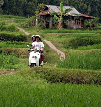 Vespa between ricefields