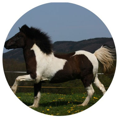 Mischievous Icelandic horse Tandri, always good for a story