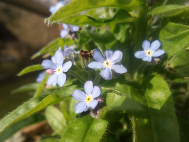 Petra Bosshard-Zwerenz - hellblaue Blüten und Blattfisch, Foto 04.2018
