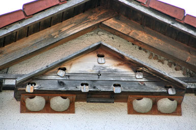 An einer Hauswand, unter dem Dach, befinden sich Nistkästen für Mauersegler und Schwalben