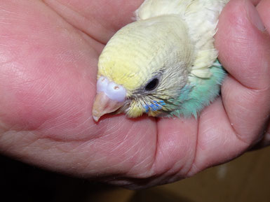 手乗り高級セキセイインコの手乗りヒナが仲間入りしました 福岡インコ ペットミッキン 手乗り高級セキセイインコの手乗りヒナが仲間入りしました 福岡インコ ペットミッキン