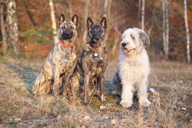 Flama, Amanda und Beardie Filou