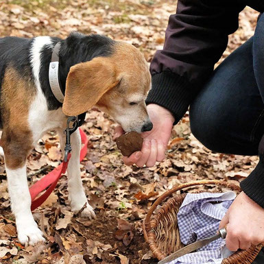 Trüffelsammelverbote - In Österreich ist das Sammeln von Trüffeln in Naturschutzgebieten, Europaschutzgebieten, Kernzonen eines Nationalparks und Naturzonen eines Biosphärenparks verboten.