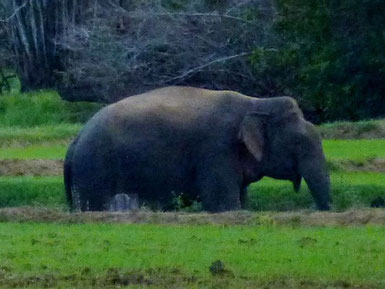 Bild: Elephant