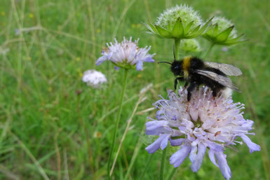 Foto: J. Goldmann (Kuckucksbiene)