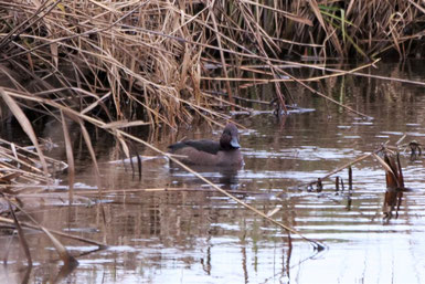 Moorente an der Bernauer Ache (Foto: Hauke Clausen-Schaumann) 