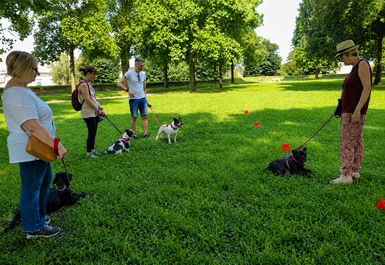 addestramento educazione di gruppo cani