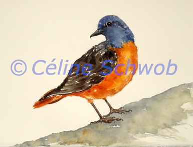 Common rock thrush, watercolor painting on paper, 11 inches x 15 inches, 2019