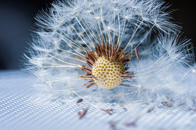 Quelle: https://pixabay.com/de/photos/l%C3%B6wenzahn-l%C3%B6wenzahnsamen-makro-5182632/