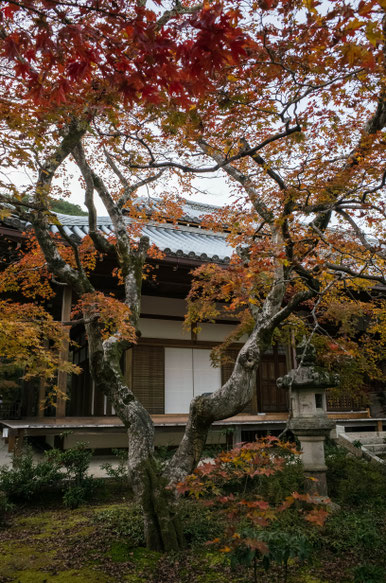 京都嵐山 常寂光寺の紅葉