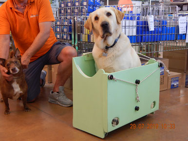 Marley il  labrador da 40 kg prova a stare nello Scalabox , accessorio per portare cani grandi con il sali scale Adelman .