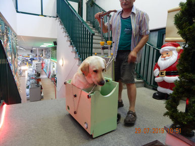 Il carrello scale Adelman porta il grande labrador Marley con l' ausilio dello Scalabox .