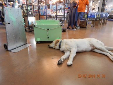 Metti una tarda mattinata calda e uggiosa in negozio e un grande Labrador che dorme tranquillo ..