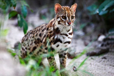Gatto Leopardo Asiatico
