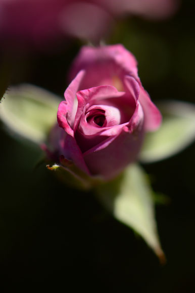 lavender miniature rose (Kordes)