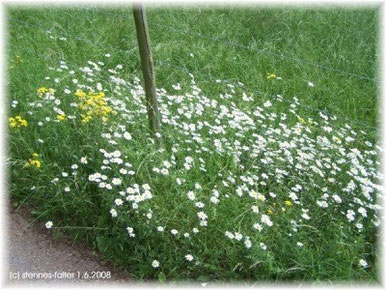 Wiesenmargariten am Wegrand
