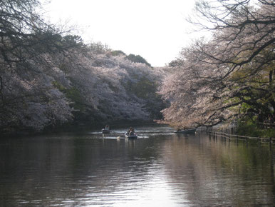 Inokashira Park Sakura season in Spring Tokyo Mitaka TAMA Tourism Promotion - Visit Tama　井の頭公園　桜　春　東京都三鷹市　多摩観光振興会