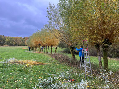 Baumreihe auf einer Wiese, darunter abgeschnittene Zweige