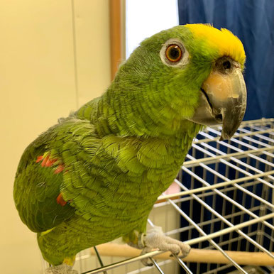 ルパン キビタイボウシインコ 飼い鳥のレスキュー団体 Tsubasa ルパン キビタイボウシインコ 飼い鳥のレスキュー団体 Tsubasa