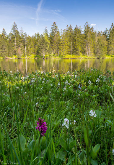 Eine wilde Orchidee im Vordergrund