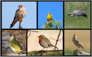 Vogeltagebuch mit Vogelsichtungen von Denise Seemann